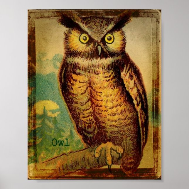Poster Hibou (Devant)