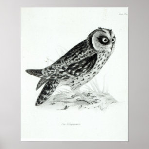 Poster Hibou