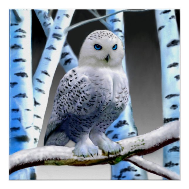 POSTER HIBOU BLANC AUX YEUX BLEUS (Devant)