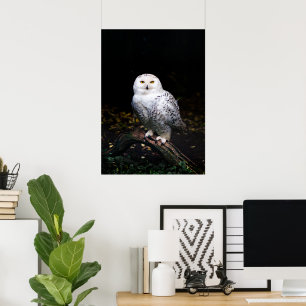 Poster Hibou blanc majestueux d'hiver
