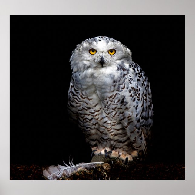 Poster Hibou neigeux (Devant)