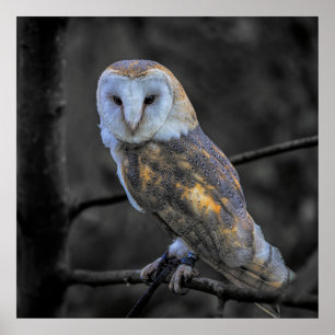 Poster Hibou : Photographie couleur sélective