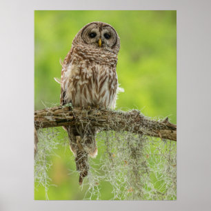 Poster Hibou rayé sur branche d'arbre