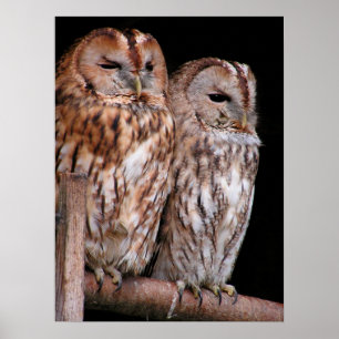 Poster Hiboux fauves