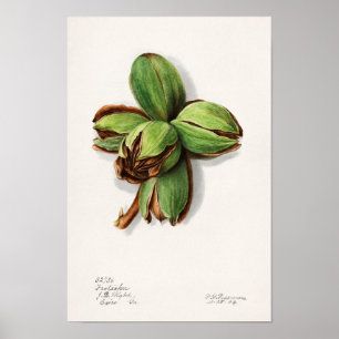 Poster Hickory (Carya) Peinture d'aquarelle aux fruits