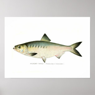 Poster Hickory Shad