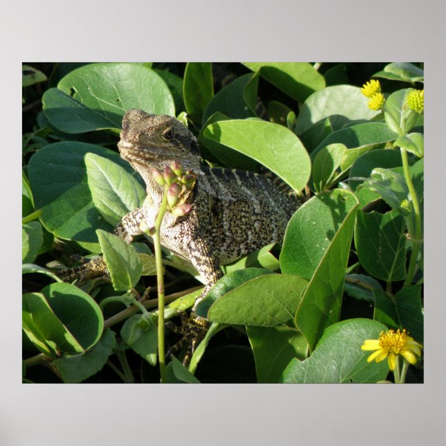Poster Hidden Dragon Lizard Australie ZIZAGO (Devant)