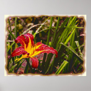 Poster Hier Lily Après La Pluie