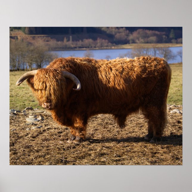 Poster Highland Cattle Bull, Écosse (Devant)