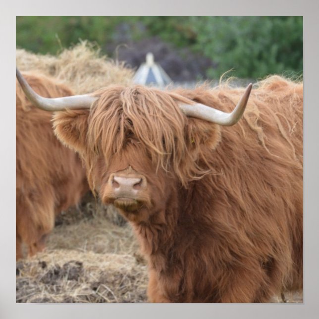 Poster Highland Cow (Devant)