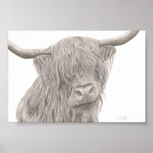 Poster Highland Cow (Devant)
