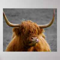Highland Cow Scotland Russe Noir Blanc
