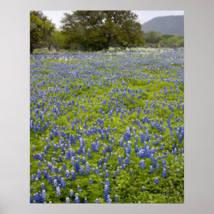 Poster Hill Country, Texas, Bluebonnets et Oak tree