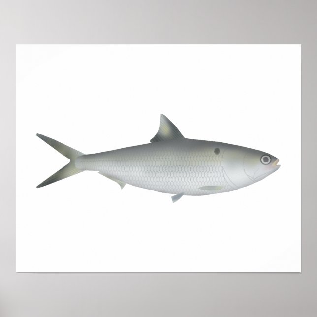 Poster Hilsa Shad (Devant)