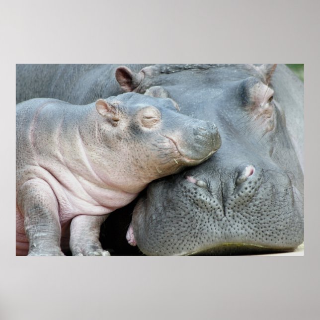 Poster Hippo (Devant)