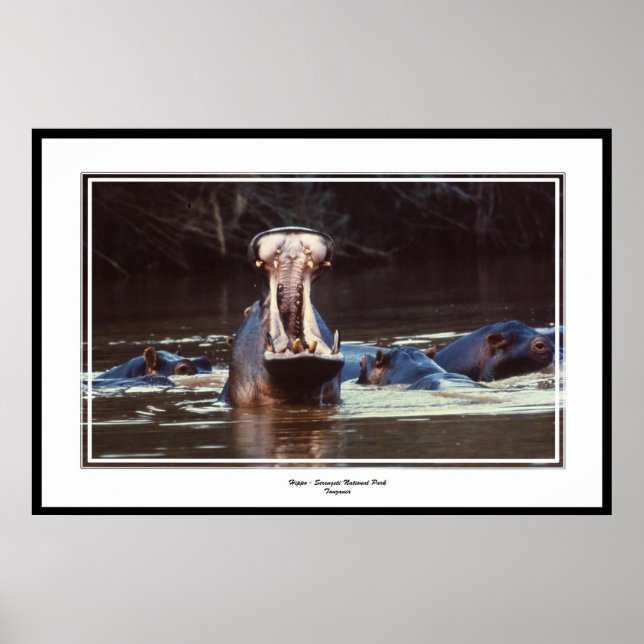 Poster Hippo - Serentgeti (Devant)