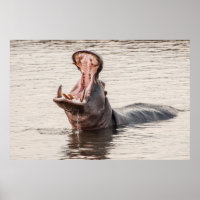 Hippo Yawn