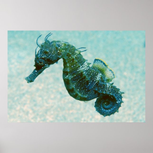Poster Hippocampe à bec court | Crimée, Russie (Devant)