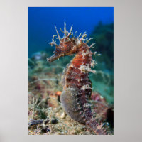 Hippocampe | Hippocampus Ramulosus