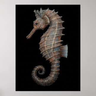 Poster Hippocampe majestueux