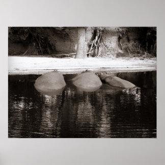 Poster Hippopotames reposant dans l'eau Faune noire et bl