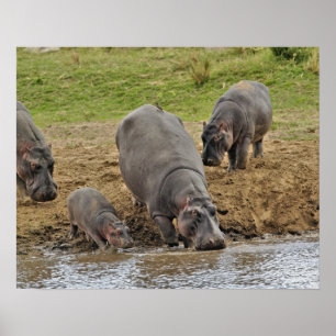 Poster Hippopotamus, Hippopotamus amphibius, Serengeti