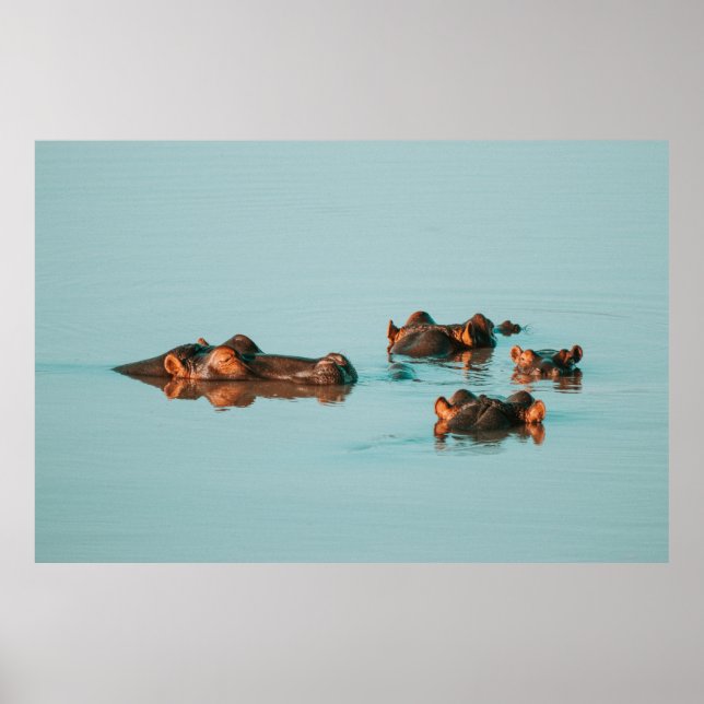 POSTER HIPPOQUES DE PISCINE (Devant)