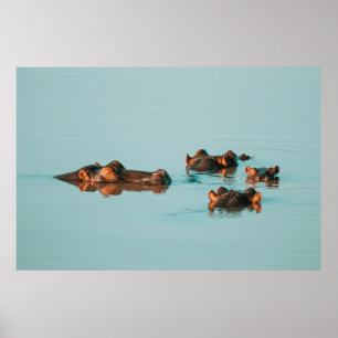 POSTER HIPPOS REFROIDISSANT DANS LE BARRAGE