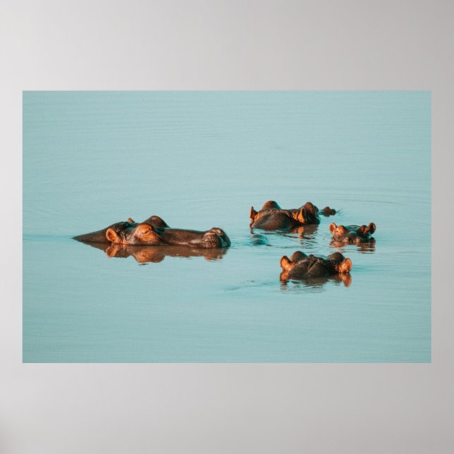 POSTER HIPPOS REFROIDISSANT DANS LE BARRAGE (Devant)