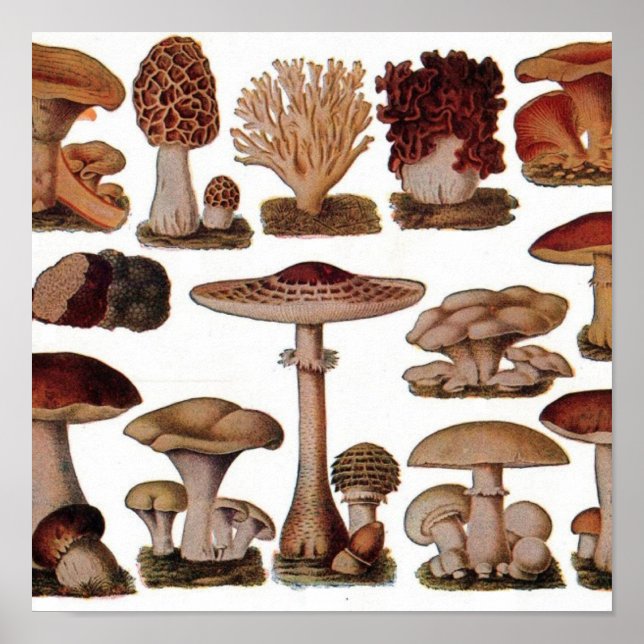 Poster hipster imprimé botanique français champignons vin (Devant)