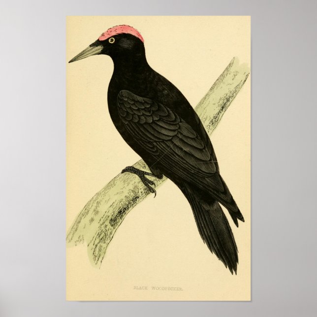 Poster Histoire des oiseaux britanniques 1863 BLACK WOODP (Devant)