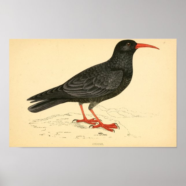 Poster Histoire des oiseaux britanniques 1863 COUGH (Devant)