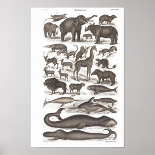 Poster Histoire naturelle vintage Mammifères