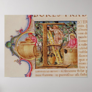Poster Historiated initial 'E' depicting grape picking