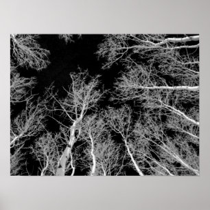 Poster Hiver Aspen Trees - Ciel noir