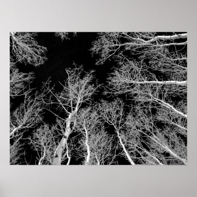 Poster Hiver Aspen Trees - Ciel noir (Devant)