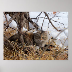 Poster Hiver Bois Feral Chat Imprimer