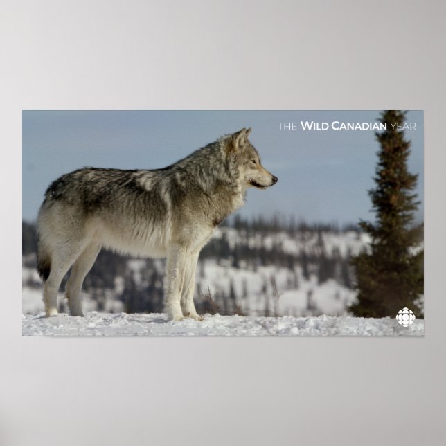 Poster Hiver - Loup (Devant)