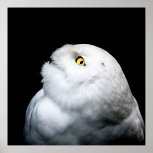 Poster Hivernal Chouette blanche