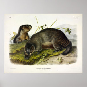 Poster Hoary Marmot, The Whistler by Audubon