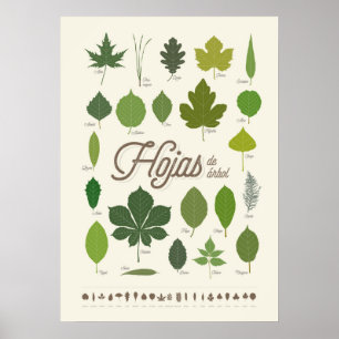 Poster Hojas de Árbol