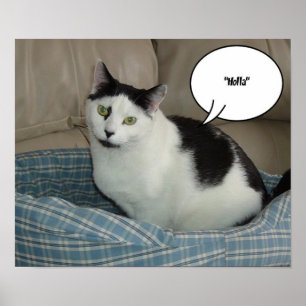 Poster Holla !/Bonjour