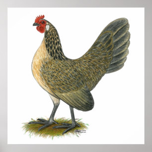 Poster Hollandais Bantam : Caille Bleue Hen