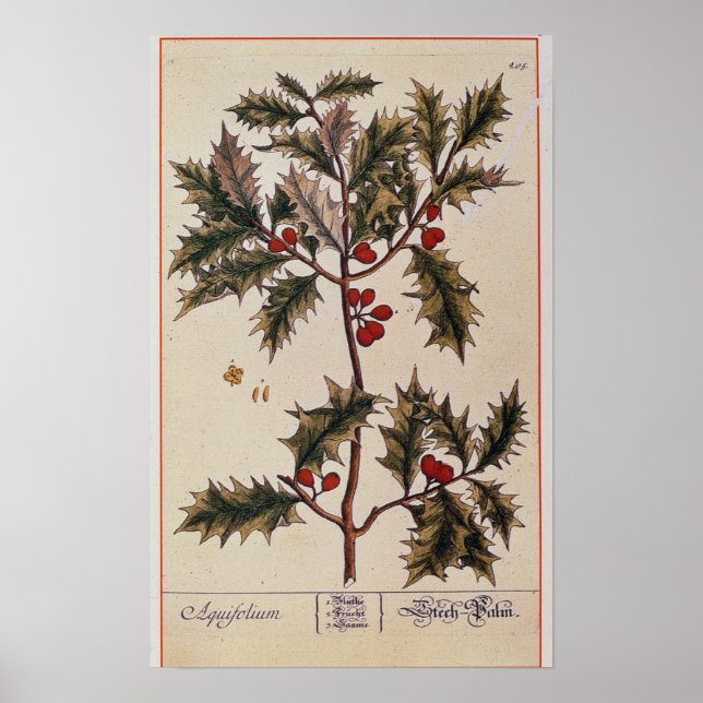 Poster Holly de 'A Curious Herbal', 1782 (Devant)