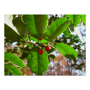 Poster Holly Feuilles II Vacances Nature Botanique