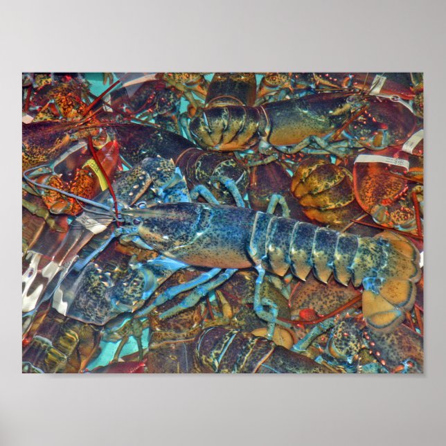 Poster Homard bleu, Maine (Devant)