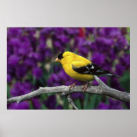 Homme, Américain Goldfinch en plumage d'été,