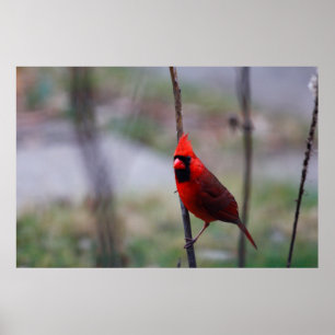 Poster Homme Cardinal Bird