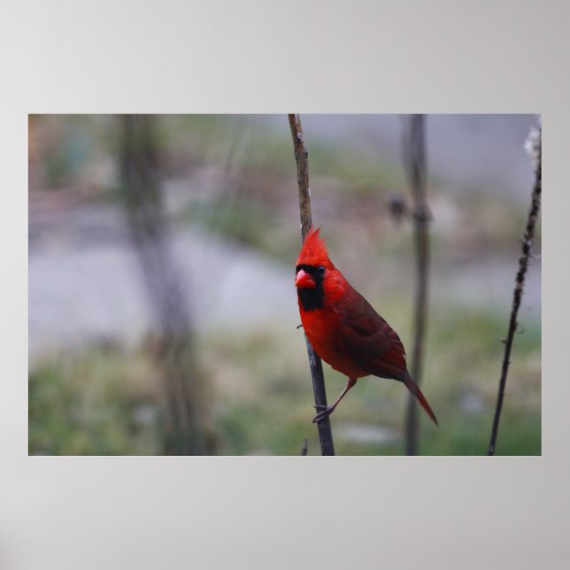 Poster Homme Cardinal Bird (Devant)