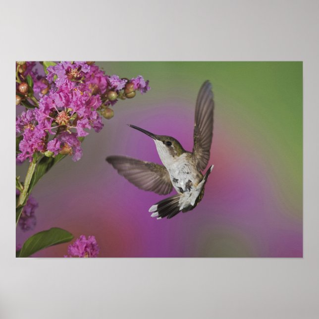 Poster Homme juvénile Ruby Throsé Hummingbird (Devant)